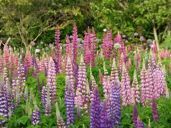 Russell Lupine Seeds