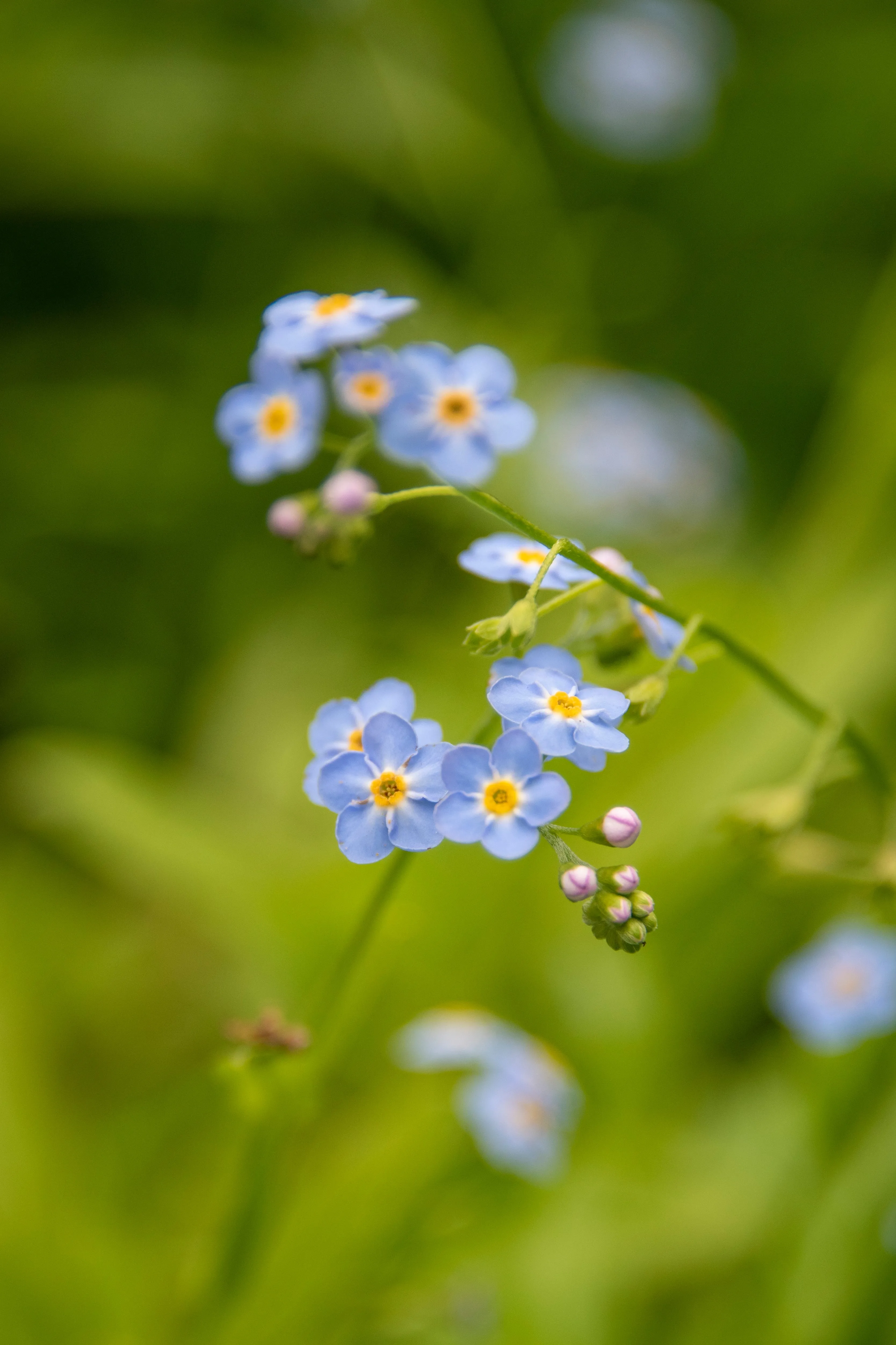 The Brianna - Our Round Forget-Me-Not Stick Drop Earrings