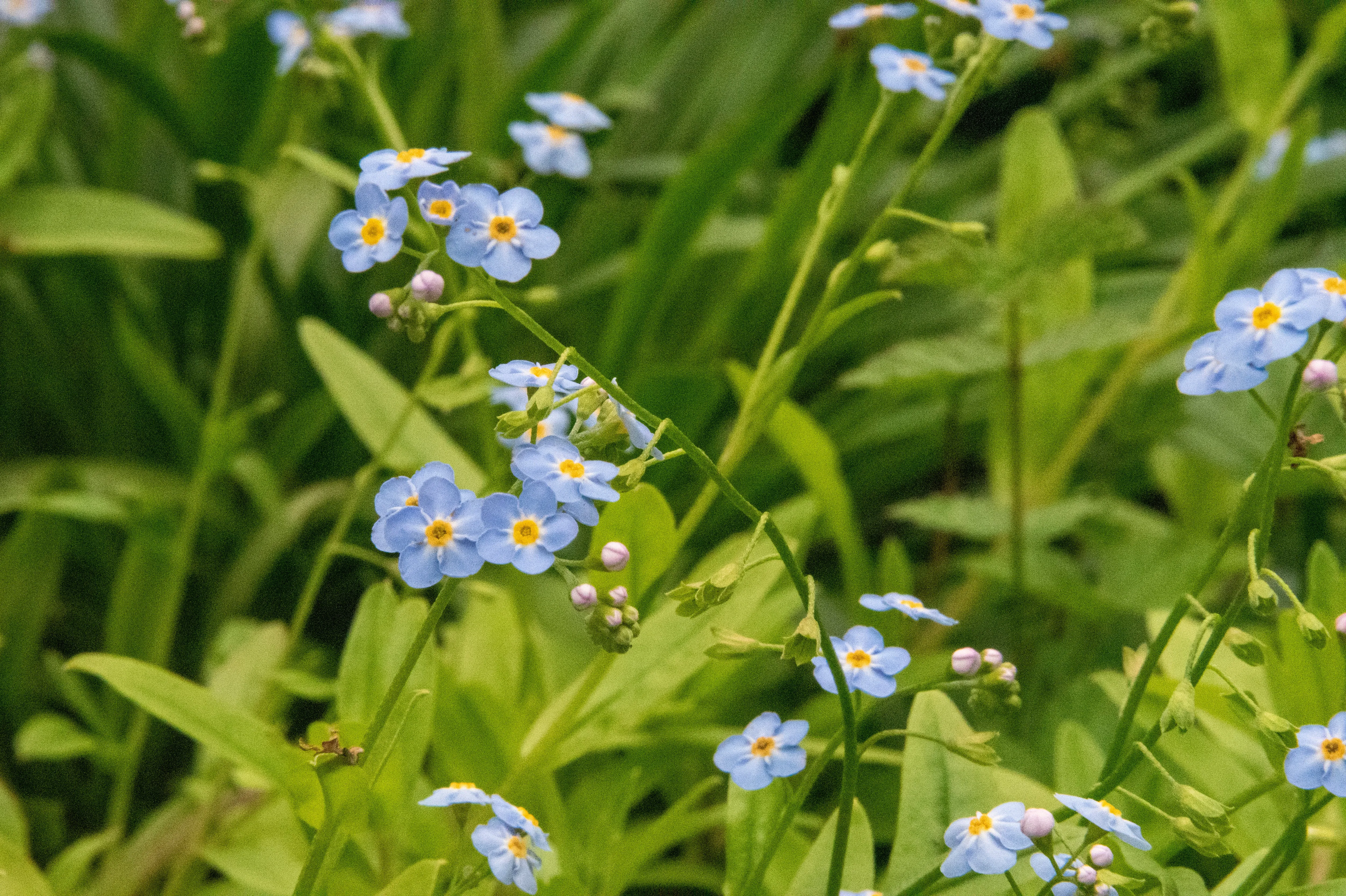 The Brianna - Our Round Forget-Me-Not Stick Drop Earrings